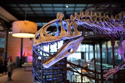 Dinosaur Bones